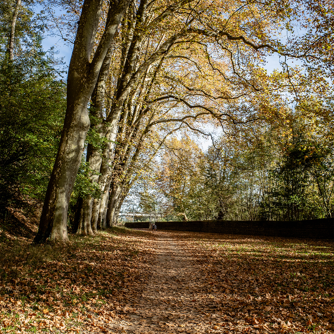 platanes_parc_chateau