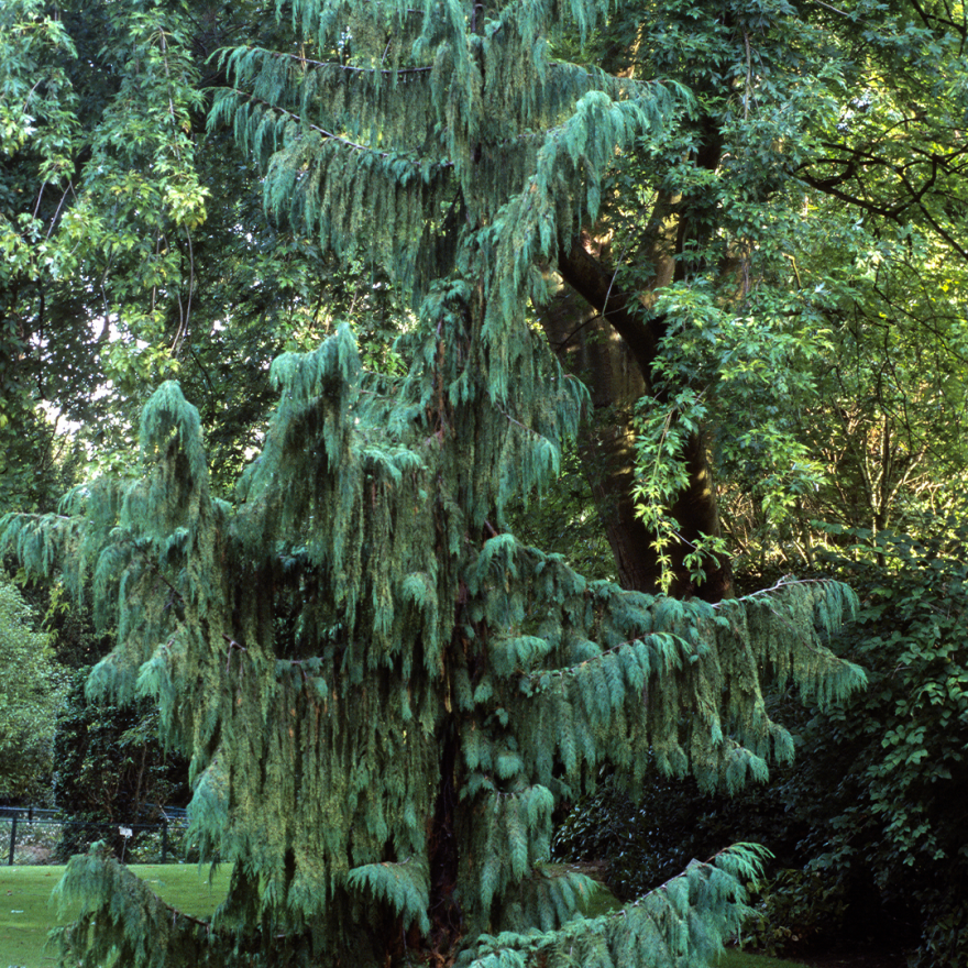 Faux Cyprès de Nookta