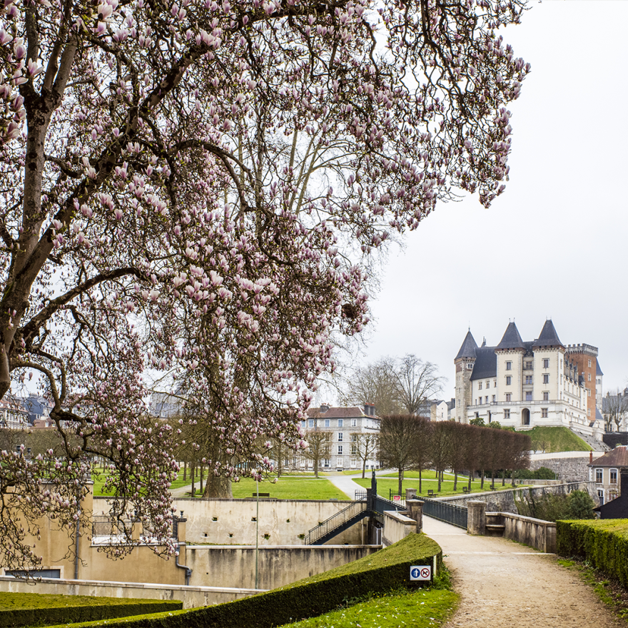 Magnolia de Soulange