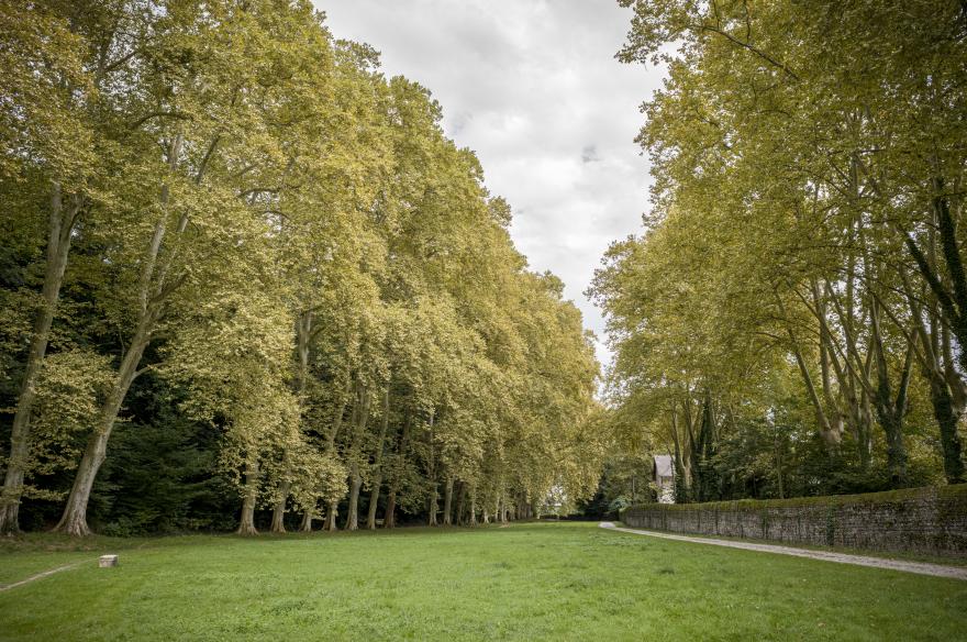 Alignement de Platane