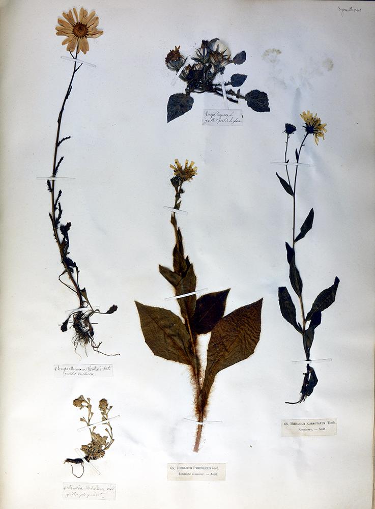 Media Name: img0462.jpg