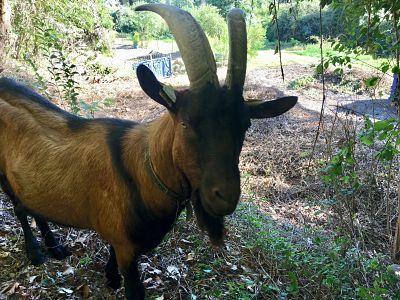 Media Name: le_troupeau_d_amandine_chateau_de_pau.jpg