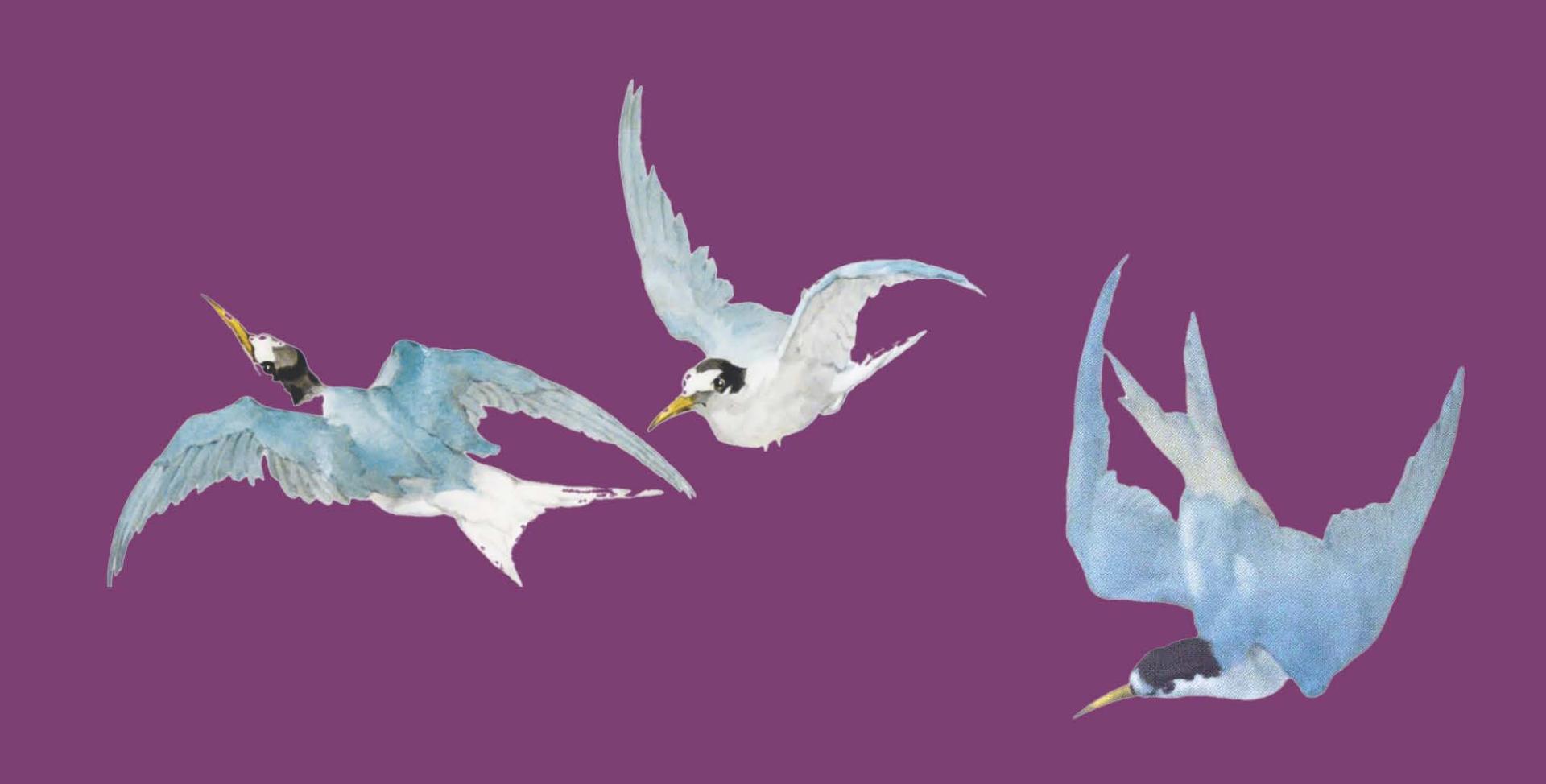 Animation_Droles_d_oiseaux_chateau_Pau_2024