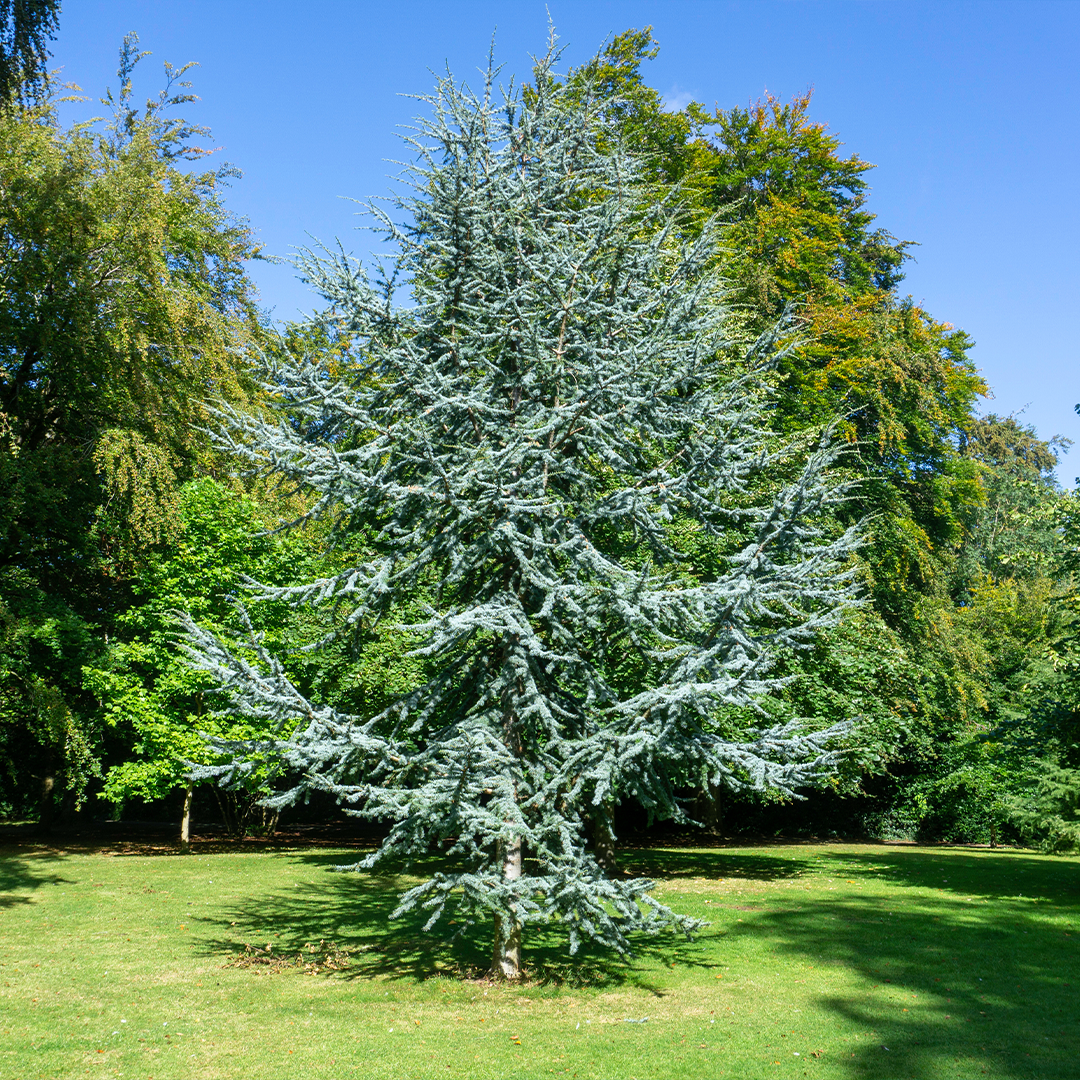 Cedrus