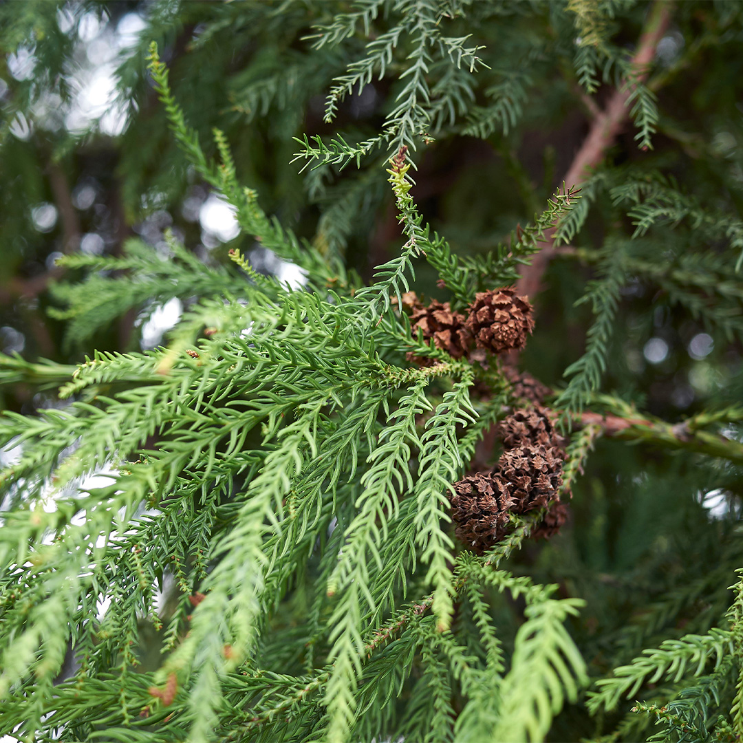 Cryptomeria