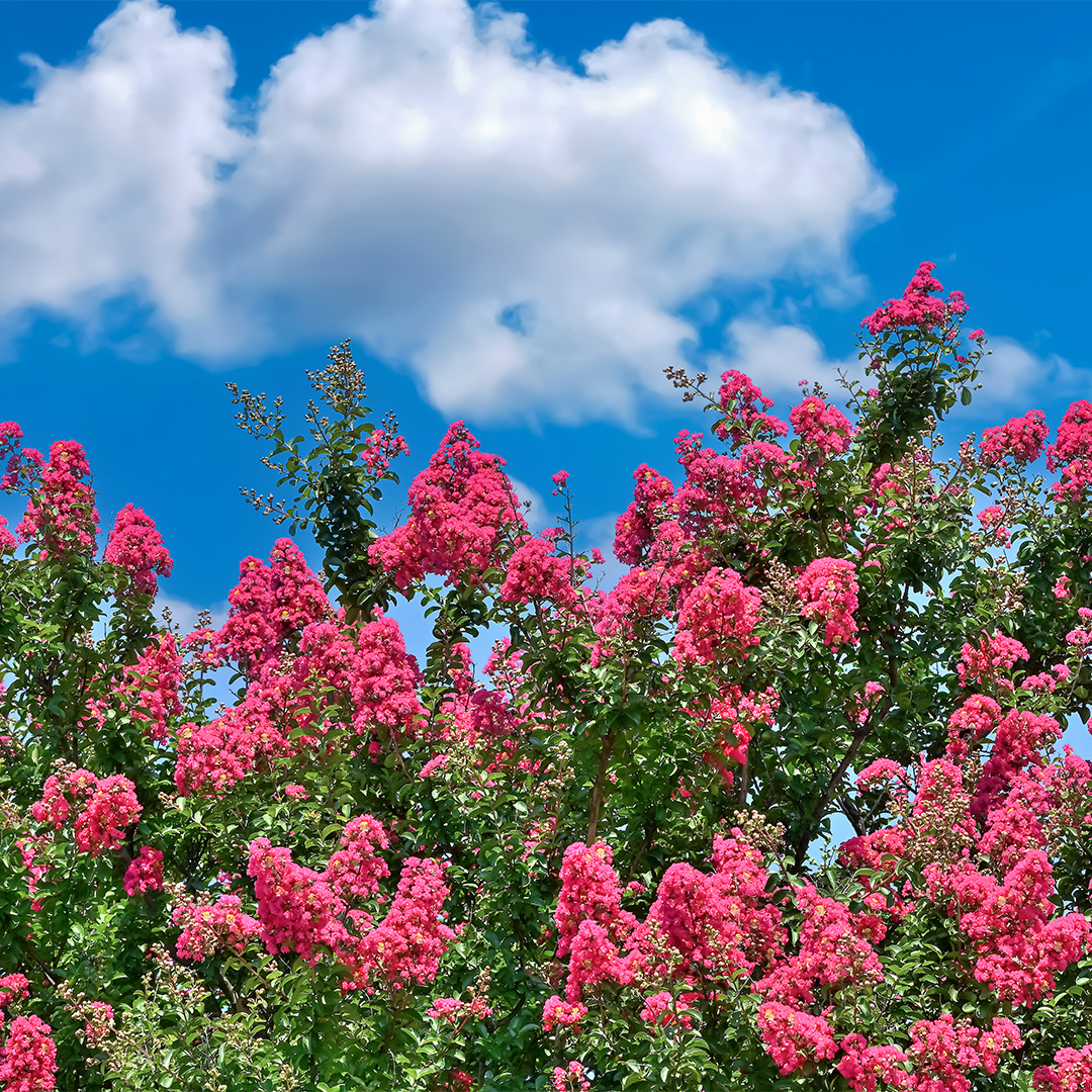 Lagerstroemia indica