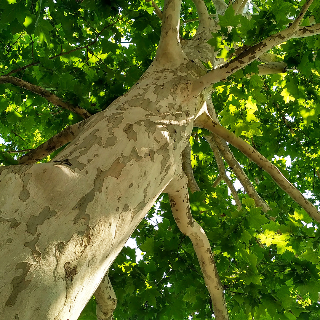 Platanus_orientalis