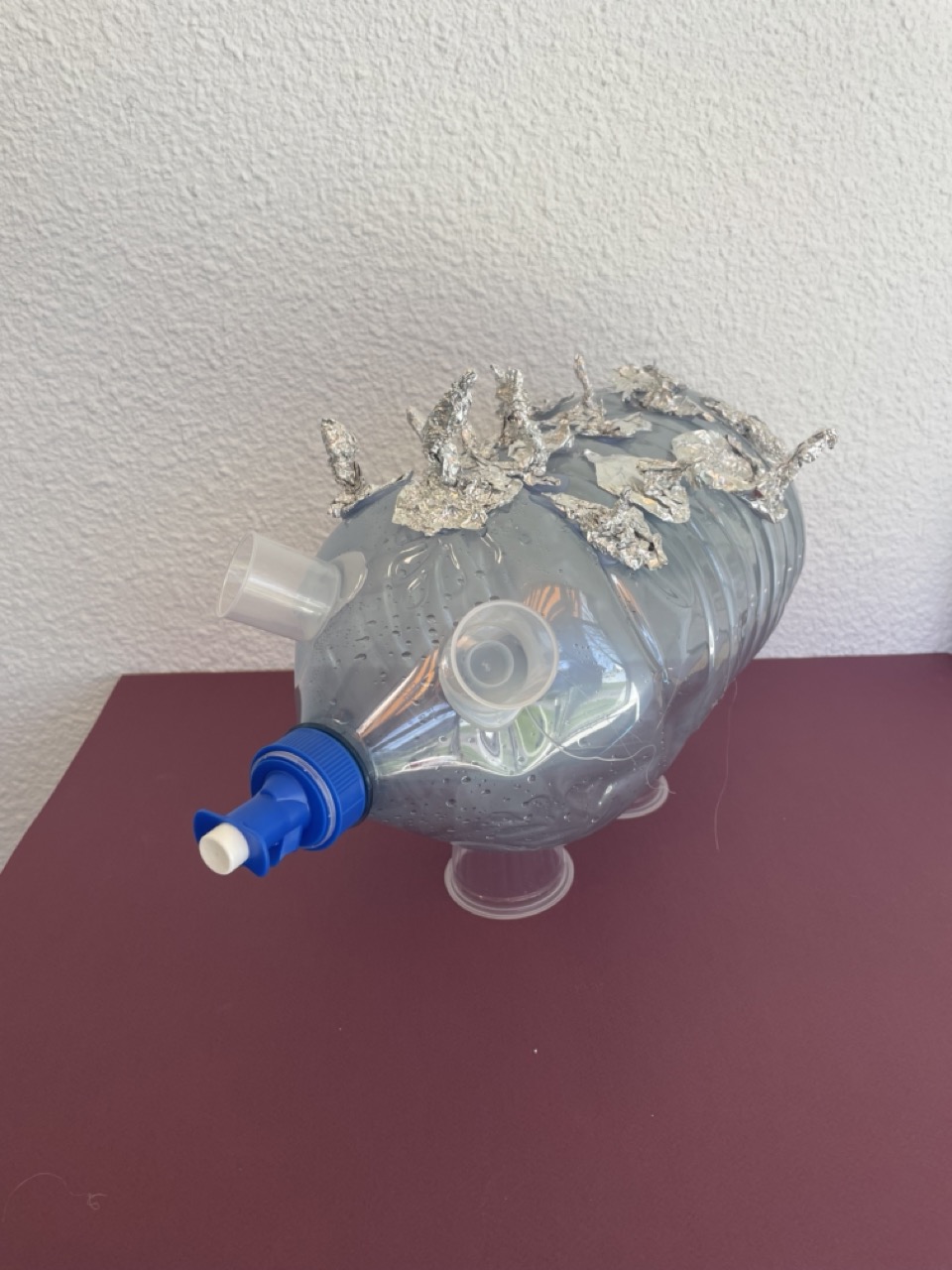 Hérisson / Thimoté