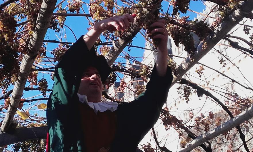 Media Name: 2016_vendange_treille_royale.jpg