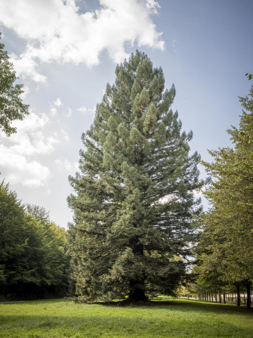 Séquoia toujours vert 