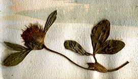 Media Name: a_detail_herbier.jpg