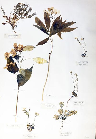 Media Name: o_grand_herbier.jpg