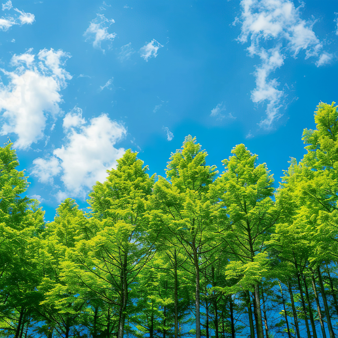 Métaséquoïa du Séchouan